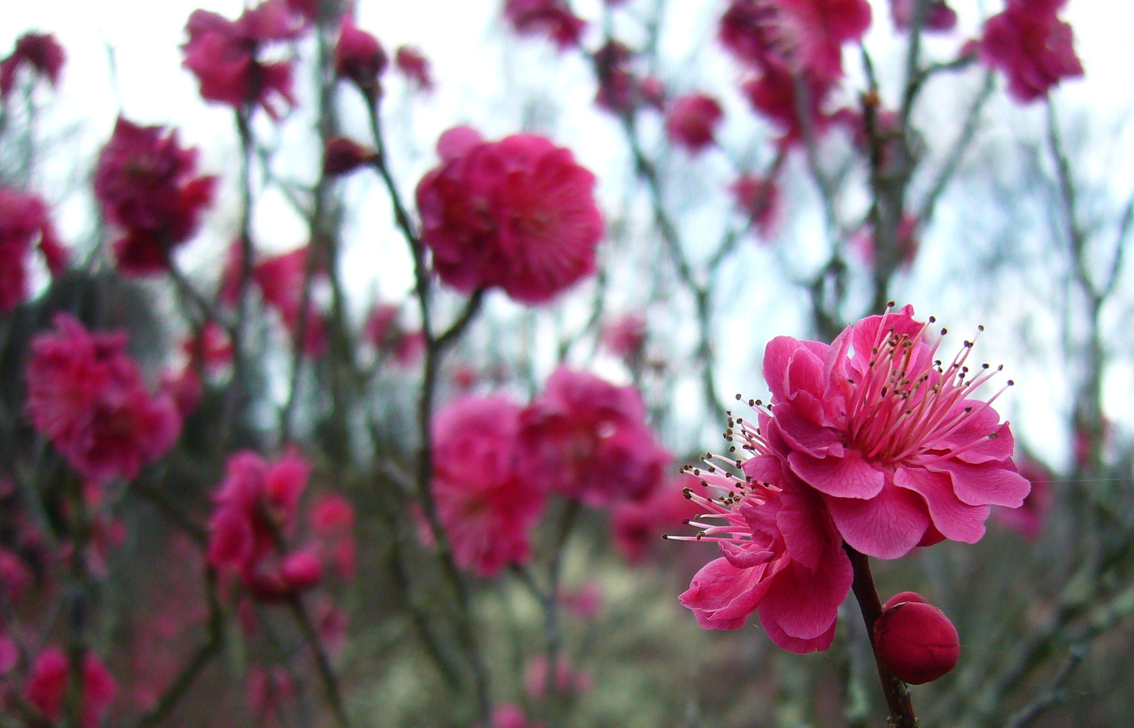 p1160191_plum-blossom-bright-pink.jpg