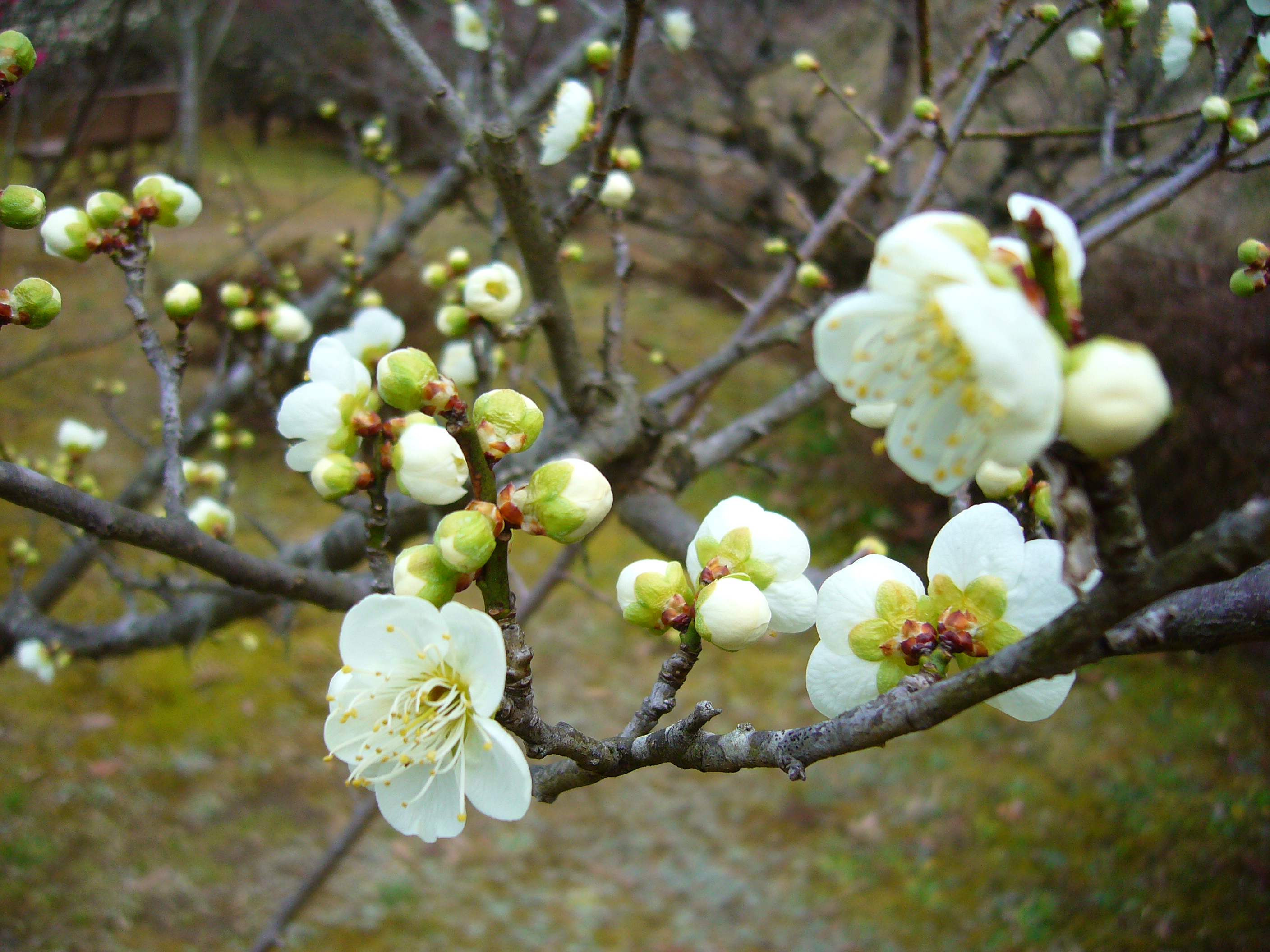 p1160204_plum-blossom-white.jpg