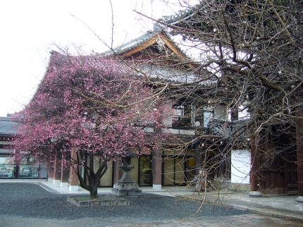 Ume or plum blossoms at a temple in Kyoto
