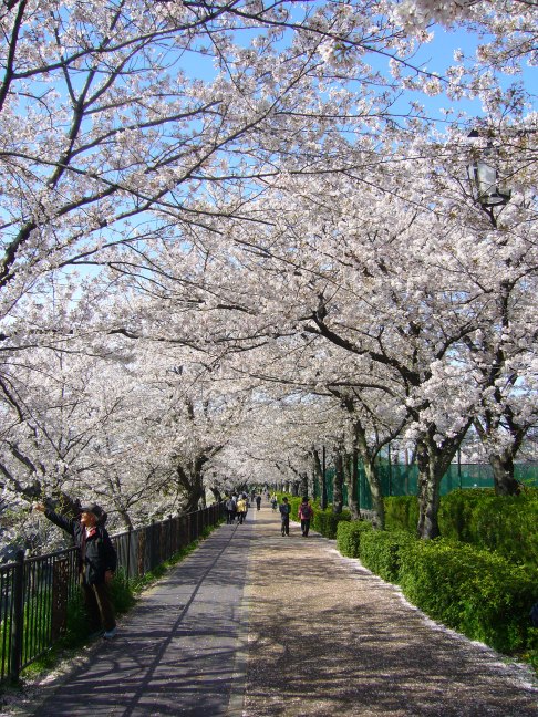 Cherry walk in Nagoya, Japan
